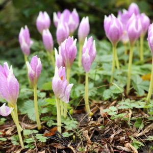 Høst-Tidløs står i skovkant