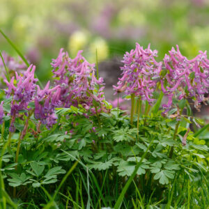 Her ses mange Hulrodet Lærkespore der står tæt