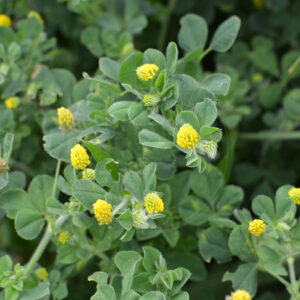 Humle-Sneglebælg plante med flere gule blomster