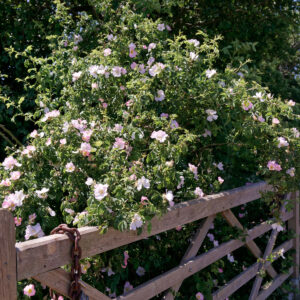 Hunde-Rose busk læner sig op ad hegn