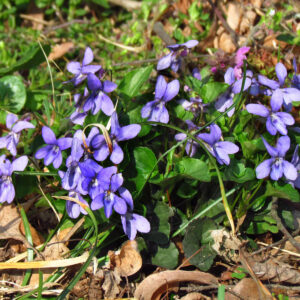 Klynge af Hunde-Viol