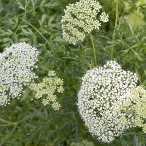 Hundepersille ses oppefra