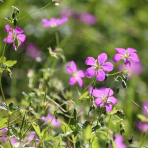 Kær-Storkenæb ses her med flotte blomster med 5 kronblade