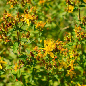 Større Kantet Perikon plante