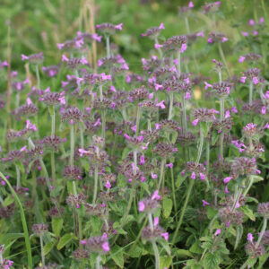 Areal med en masse Kransbørste planter