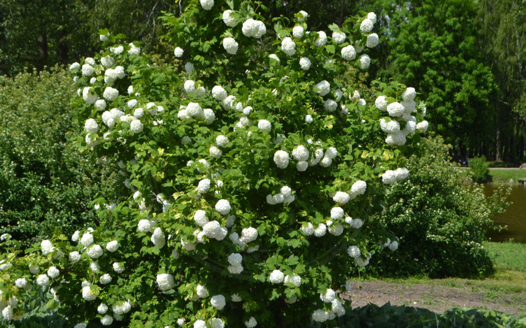 Væksthusmellus – Trialeurodes vaporariorum