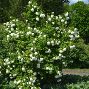 Kvalkved buske med de fine hvide blomster