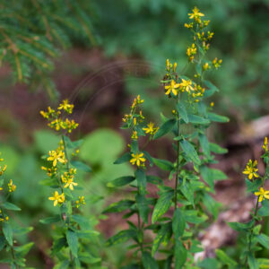 Lådden Perikon står med skov i baggrund