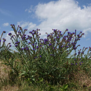 Læge-Oksetunge står på engareal