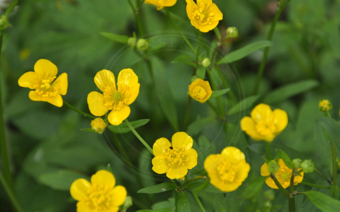 Phytomyza fallaciosa