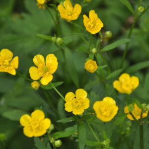 Flere Lav Ranunkel set oppefra