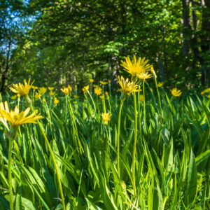 Lav Skorsonér står på et englignende område