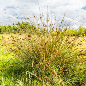 Tue af Lyse-Siv står på eng