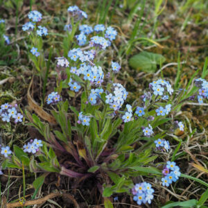 Mark-Forglemmigej står på eng