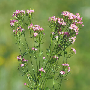 En fin Mark-Tusindgylden set fra siden