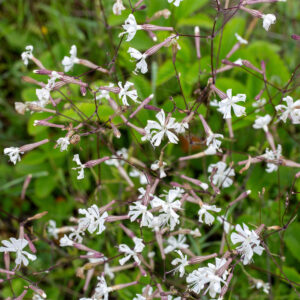 Stor Nat-Limurt plante med mange blomster