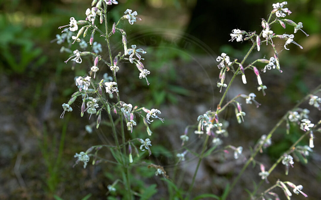 Chokoladebrun Nellikeugle – Hadena albimacula