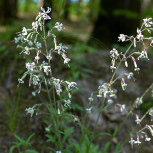 Et par Nikkende Limurtplanter står i skovkant