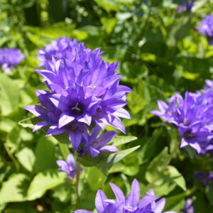 Stængler af Nøgleblomstret Klokke med mange blomster