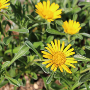 Pile-Alant med store gule kurveblomster