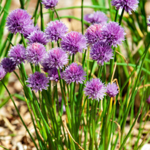 Pur-Løg med flotte blomster