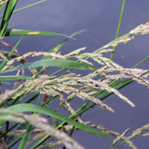 Rørgræs står ved vandhul