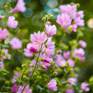 Større område med Rosen-Katost