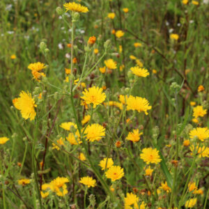 Ru Bittermælk står på eng