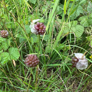 Sand-Løg på grøn eng