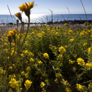 Segl-Sneglebælg står på standeng