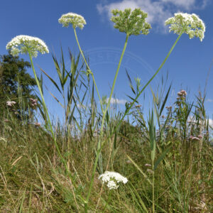 Seline står på eng