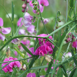 Flot Skov-Fladbælg plante med mange blomster