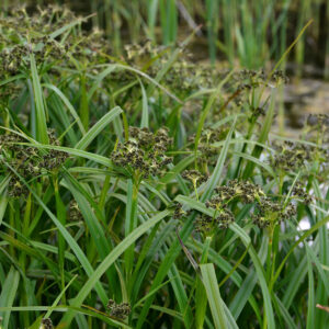 Skov-Kogleaks står nærmest ude i vandet