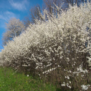 Række af Slåen står i blomst