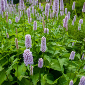 Mange Slangeurt står samlet