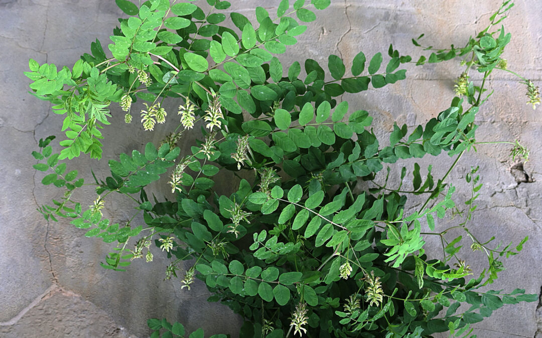 Liriomyza congesta