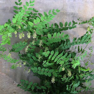 Sød Astragel gror op ad mur