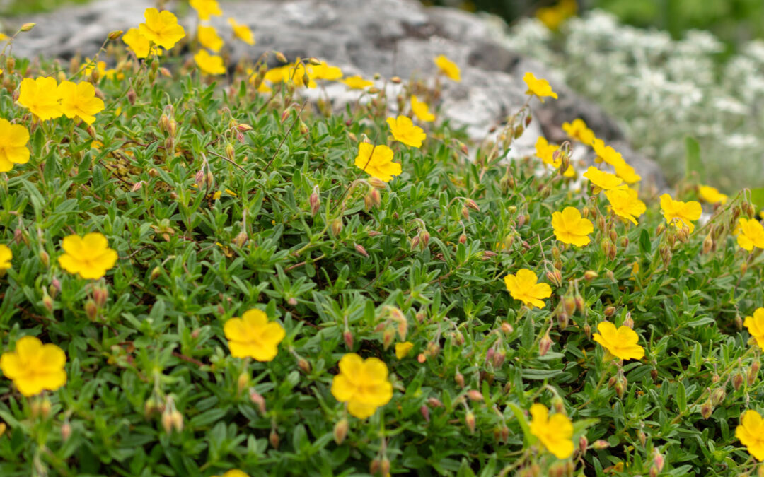 Mesophleps silacella