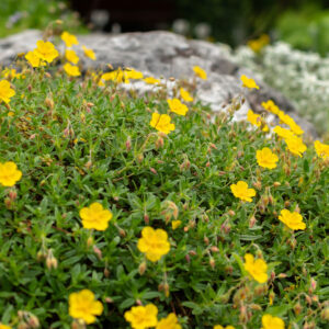 Soløje i nærheden af stor stenbrund
