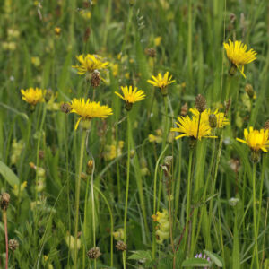 Stivhåret Borst står på grøn eng