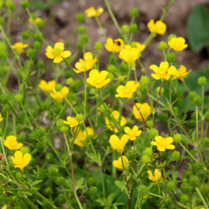 Stivhåret Ranunkel står helt med mange fine gule blomster