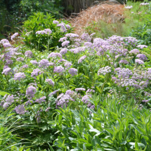 Stor Pimpinelle står i have