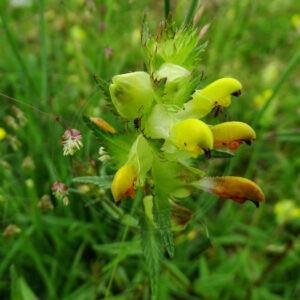 Stor Skjaller Står på eng, med det vigtige græs