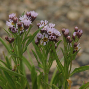 Strandasters planter set fra siden