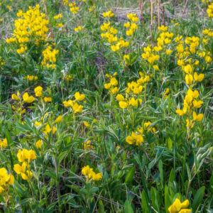 Stort areal med Sump-Kællingetand