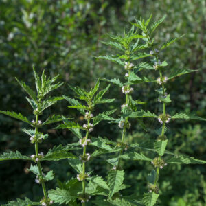 4 Sværtevæld stængler