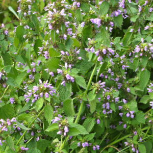 Areal med mange Tandbæger planter