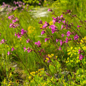 Tjærenelliker står i have