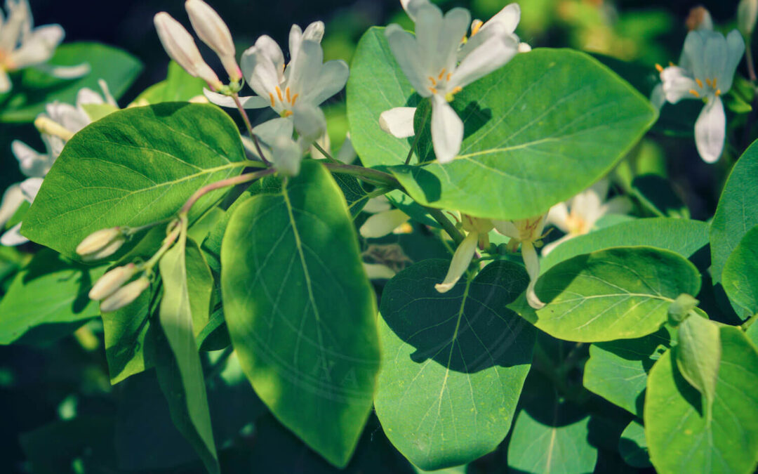 Tørstegalmyg – Contarinia rhamni