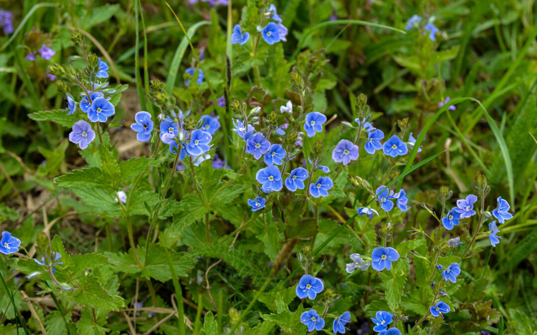 Phytomyza crassiseta